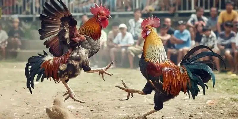Mẹo chơi đá gà hiệu quả