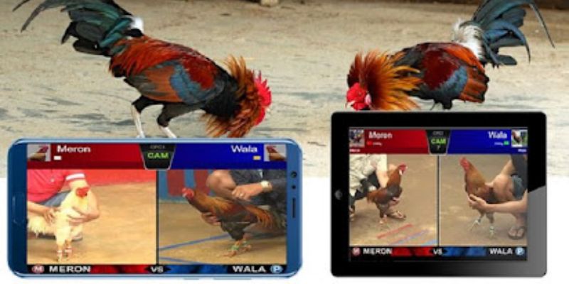 Đá gà Go88 có gì hấp dẫn